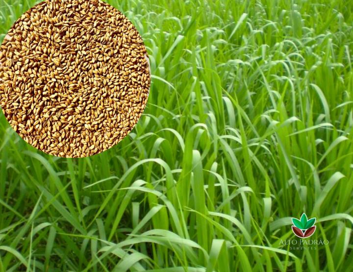 Sementes de Capim Aruana Convencional NUA (50% V.C.) 20Kg