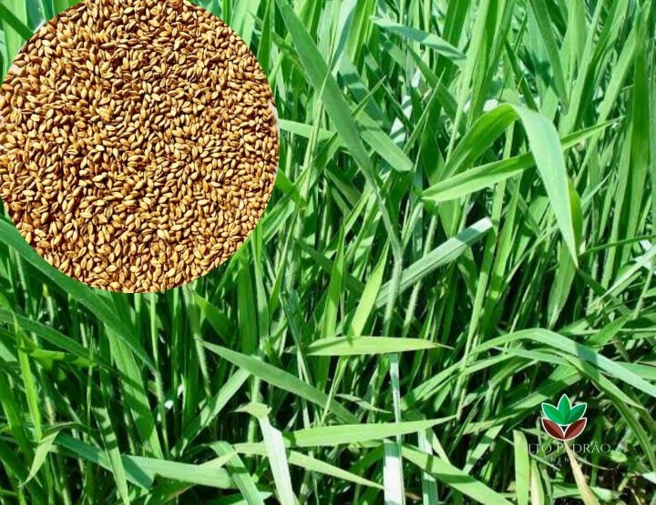 Sementes de Capim Decumbens Convencional NUA (80% V.C.) 20Kg