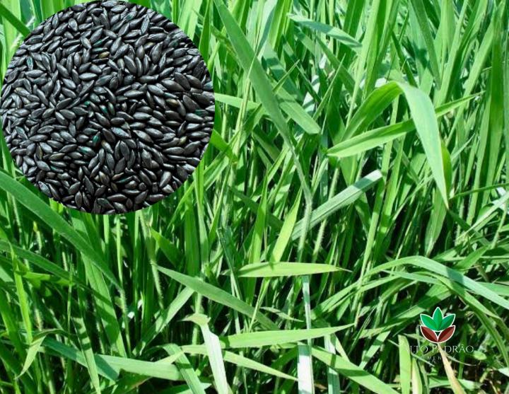 Sementes de Capim Decumbens Revestida (80% V.C.) 10Kg