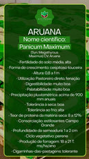 Sementes de Capim Aruana Convencional NUA (80% V.C.) 20Kg