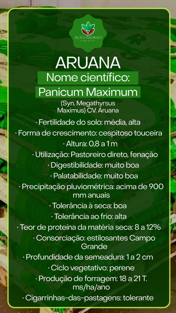 Sementes de Capim Aruana Convencional NUA (80% V.C.) 20Kg