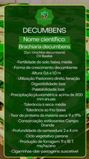 Sementes de Capim Decumbens Convencional NUA (80% V.C.) 20Kg