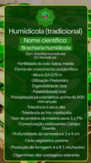 Sementes de Capim Humidicola Tradicional Revestida (80% V.C.) 10Kg