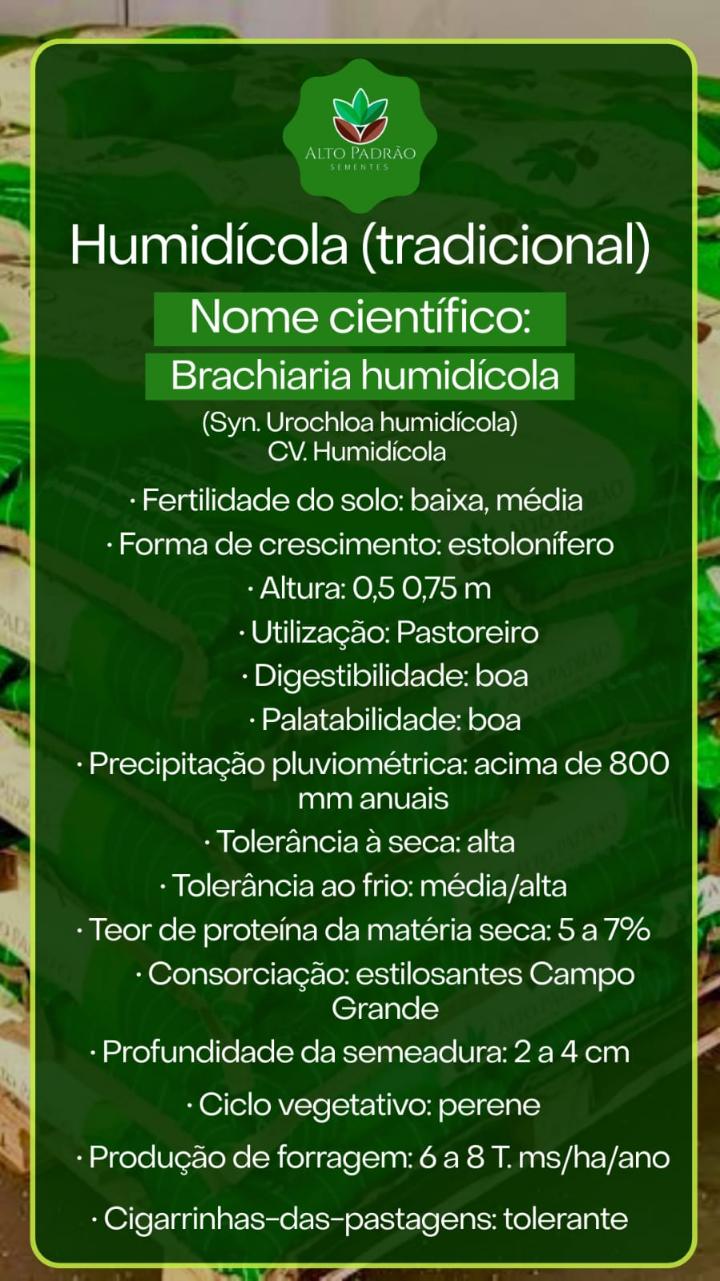 Sementes de Capim Humidicola Tradicional Revestida (80% V.C.) 10Kg