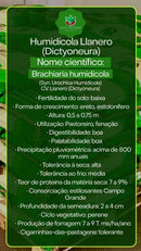 Sementes de Capim Humidícola Llanero (Dictyoneura) Convencional NUA (80% V.C.) 20Kg