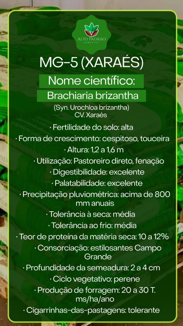 Sementes de Capim MG-5 Revestida (80% V.C.) 10Kg