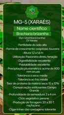 Sementes de Capim MG-5 Convencional NUA (50% V.C.) 20Kg