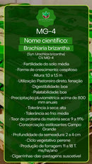 Sementes de Capim MG-4 Revestida (80% V.C.) 10Kg