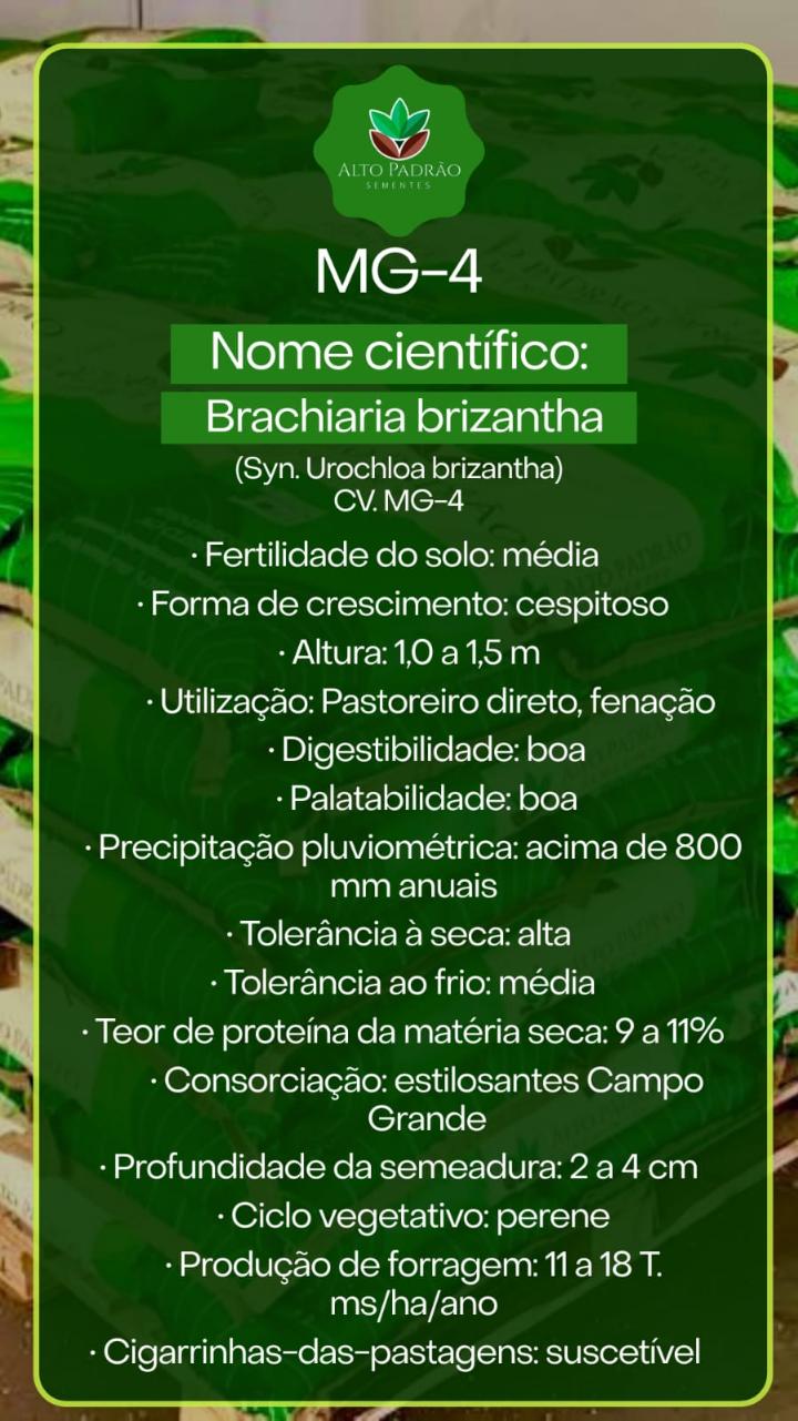 Sementes de Capim MG-4 Convencional NUA (80% V.C.) 20Kg