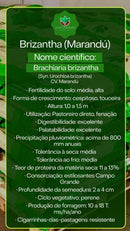 Sementes de Capim Marandú Convencional NUA (80% V.C.) 20Kg