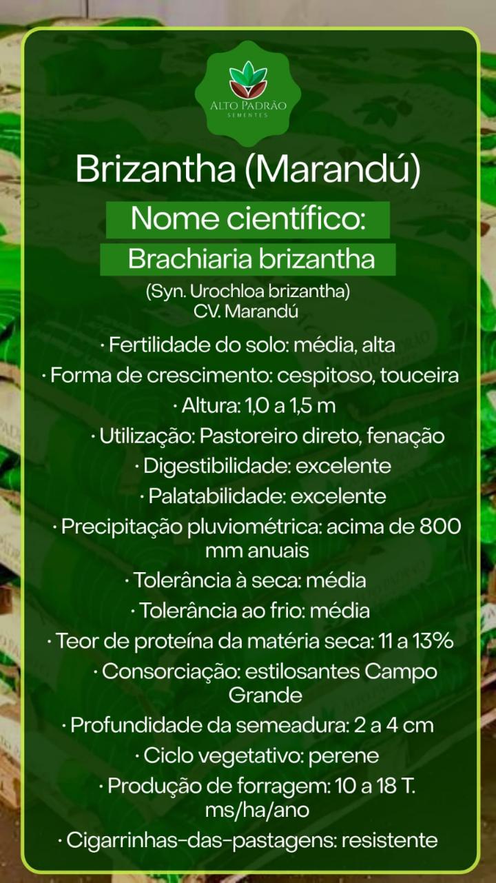 Sementes de Capim Marandú Revestida (80% V.C.) 10Kg