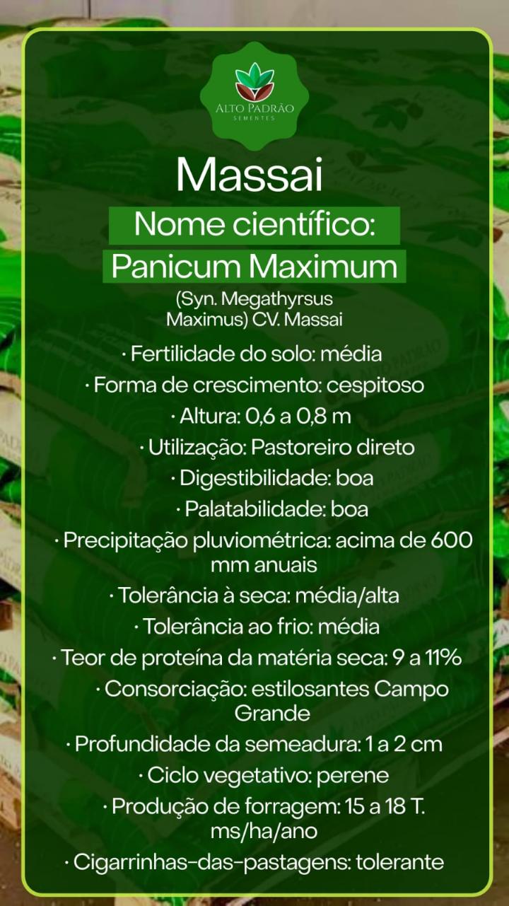 Sementes de Capim Massai Revestida (80% V.C.) 10Kg