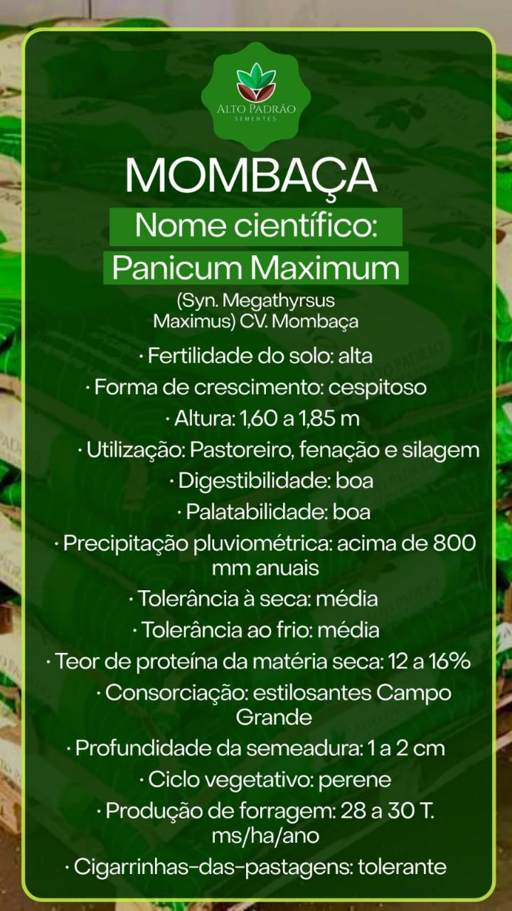 Sementes de Capim Mombaça Revestida (80% V.C.) 10Kg