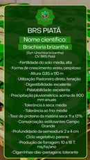 Sementes de Capim BRS Piatã Revestida (80% V.C.) 10Kg