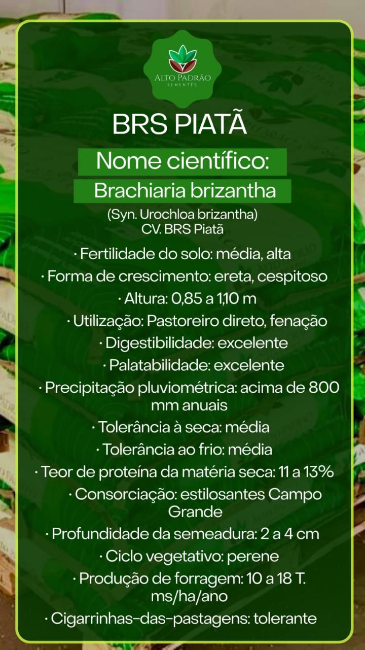 Sementes de Capim BRS Piatã Revestida (80% V.C.) 10Kg