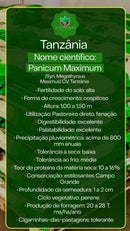 Sementes de Capim Tanzânia Revestida (80% V.C.) 10Kg