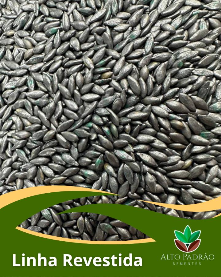 Sementes de Capim Humidicola Tradicional Revestida (80% V.C.) 10Kg