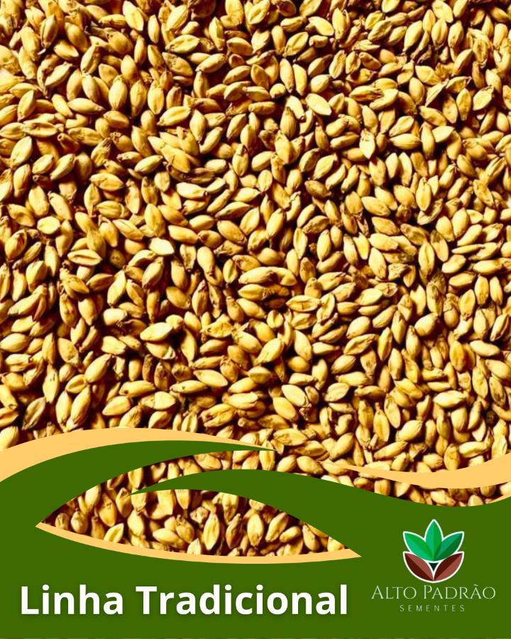 Sementes de Capim Massai Convencional NUA (50% V.C.) 20Kg