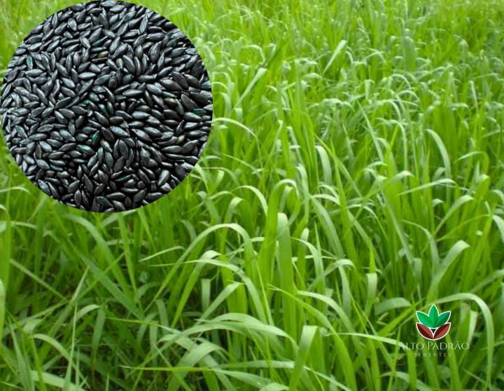 Sementes de Capim Humidicola Tradicional Revestida (80% V.C.) 10Kg