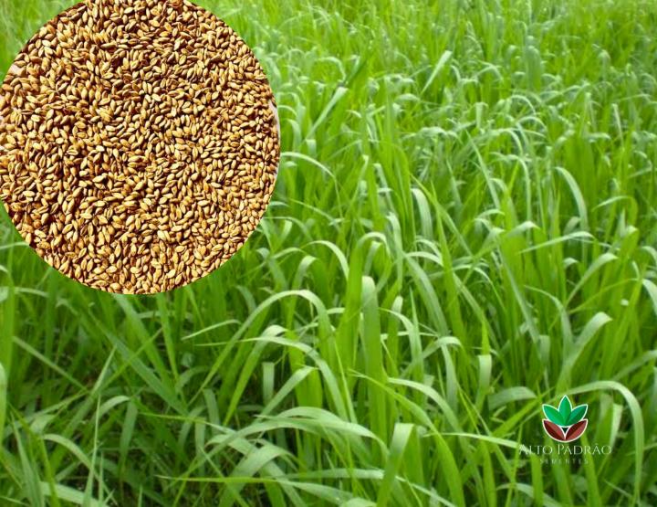 Sementes de Capim Humidícola Tradicional NUA Convencional (50% V.C.) 20Kg