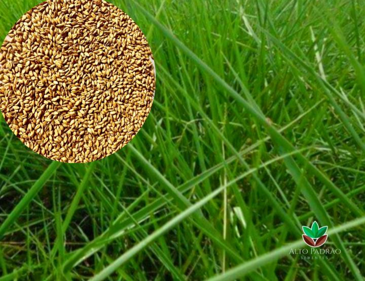 Sementes de Capim Humidícola Llanero (Dictyoneura) Convencional NUA (80% V.C.) 20Kg