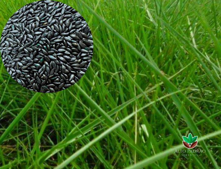 Sementes de Capim Humidícola Llanero (Dictyoneura) Revestida (80% V.C.) 10Kg