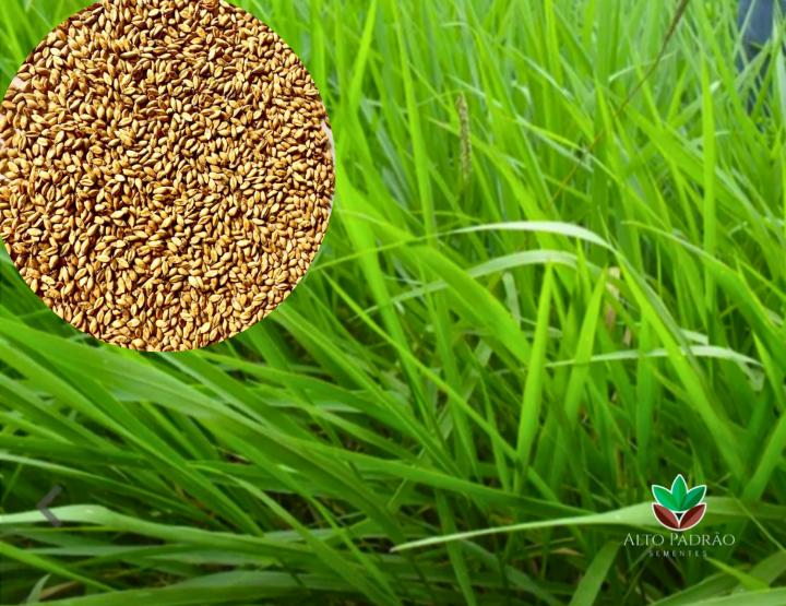 Sementes de Capim MG-4 Convencional NUA (50% V.C.) 20Kg
