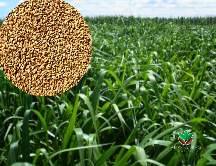 Sementes de Capim MG-5 Convencional NUA (80% V.C.) 20Kg