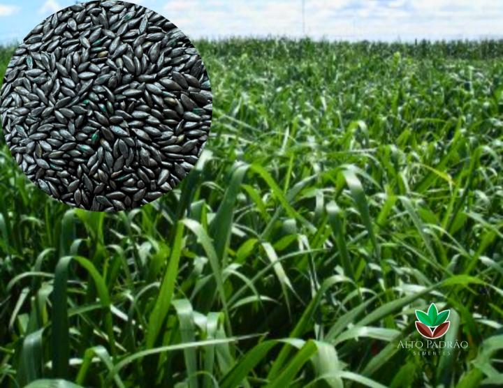 Sementes de Capim MG-5 Revestida (80% V.C.) 10Kg