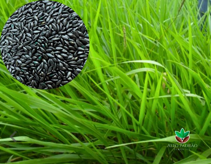 Sementes de Capim MG-4 Revestida (80% V.C.) 10Kg