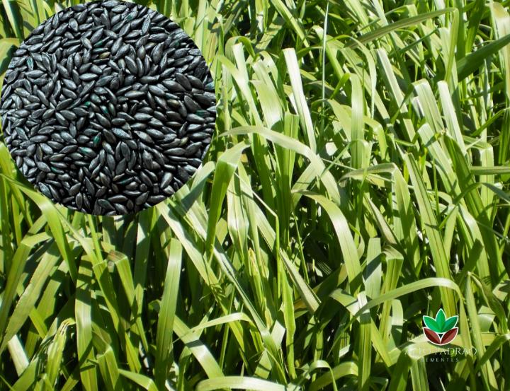 Sementes de Capim Marandú Revestida (80% V.C.) 10Kg