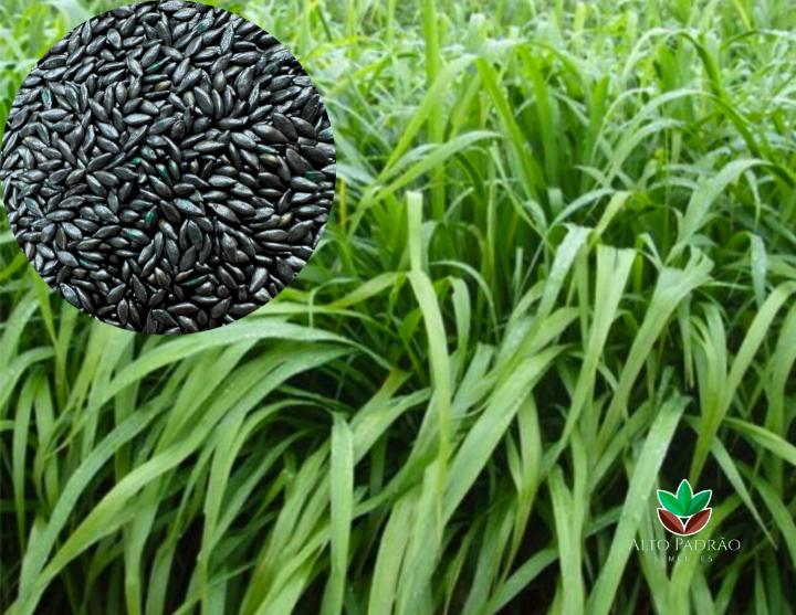 Sementes de Capim Massai Revestida (80% V.C.) 10Kg