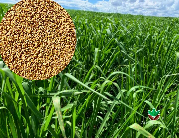 Sementes de Capim Mombaça Convencional NUA (50% V.C.) 20Kg
