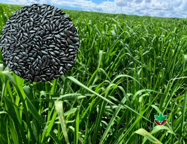 Sementes de Capim Mombaça Revestida (80% V.C.) 10Kg