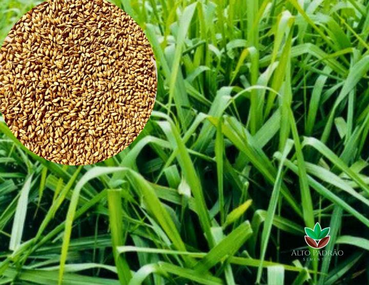 Sementes de Capim BRS Piatã Convencional NUA (80% V.C.) 20Kg