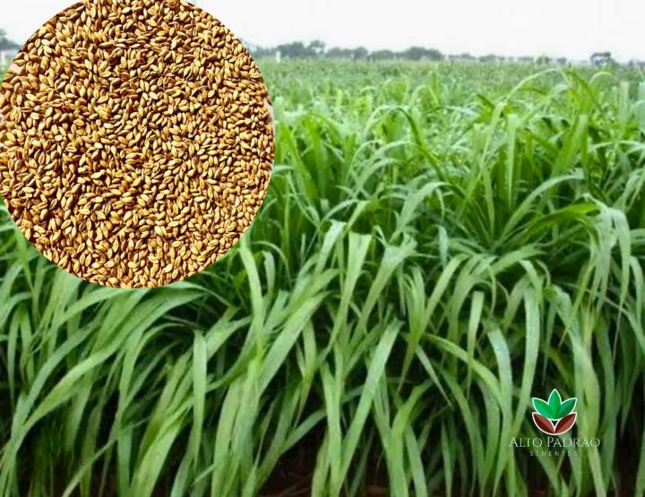 Sementes de Capim Tanzânia Convencional NUA (80% V.C.) 20Kg