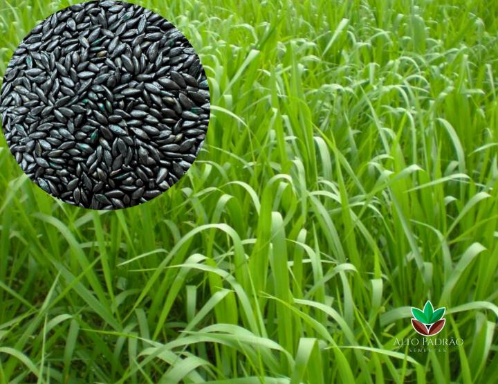Sementes de Capim de Aruana Revestida (80% V.C.) 10Kg