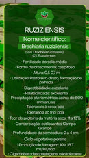 Sementes de Capim Ruziziensis Convencional NUA (50% V.C.) 20Kg