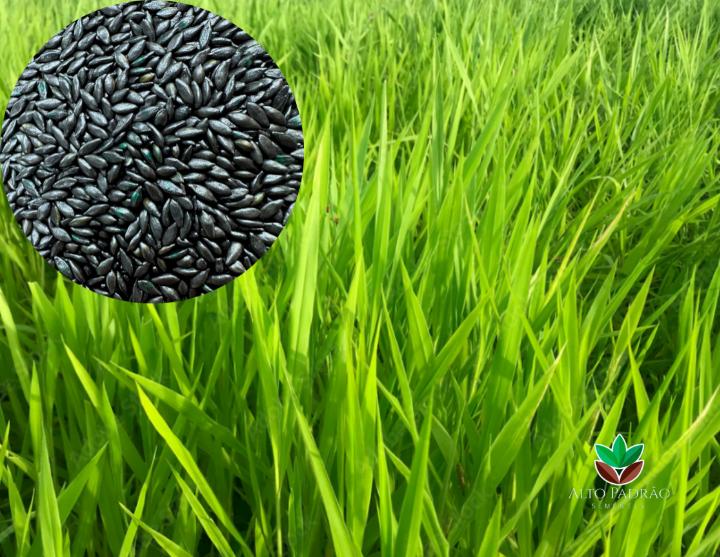 Sementes de Capim Ruziziensis Revestida (80% V.C.) 10Kg