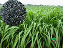 Sementes de Capim Tanzânia Revestida (80% V.C.) 10Kg